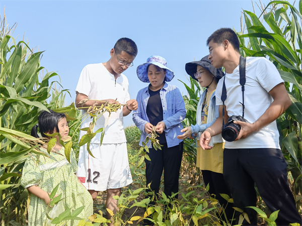 玉米黑豆条带复合种植技术调研.jpg