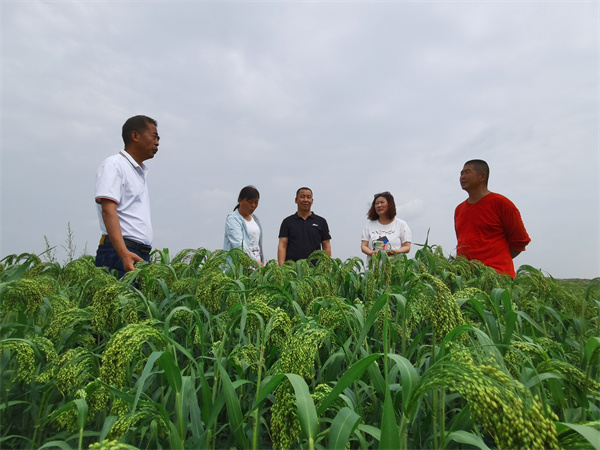 乌审旗糜子苜蓿套种基地观摩.jpg